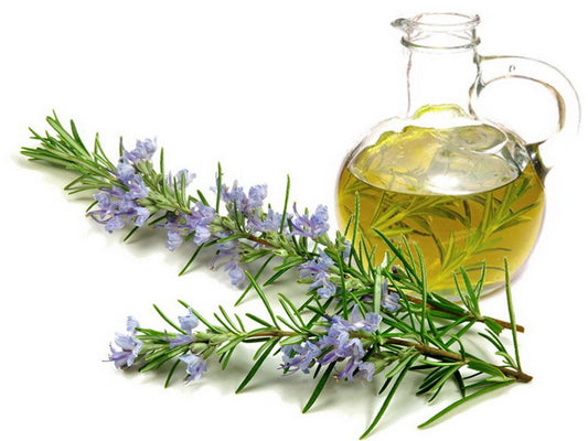 The Wonderful and Healthy Rosemary Oil