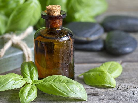 Tulsi Oil: The Wonder Oil