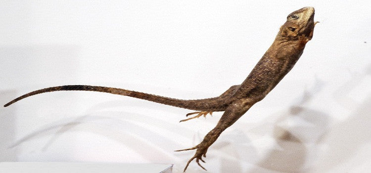 How To Keep Off The Lizard Through Natural Remedies?