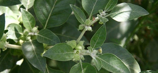 6 Wonderful Medicinal Properties of Ashvagandha