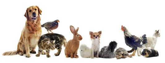 Why Treating Your Pet To The Best Pet Care Organic Product Is Important?