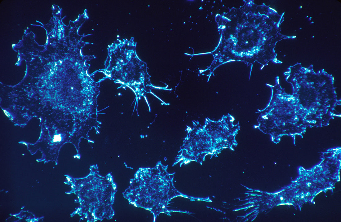 Ways to Naturally Nurture Your Immune System