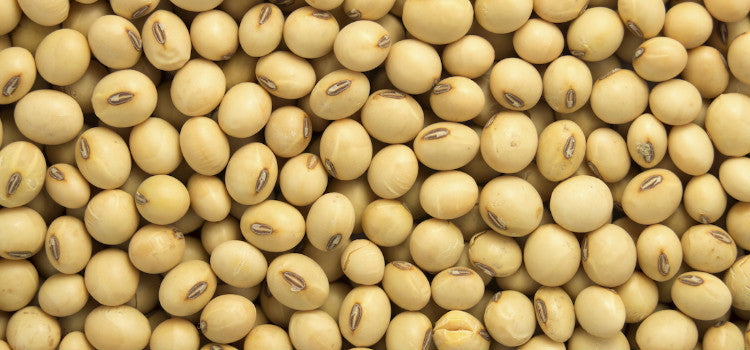 My dad’s bad cholesterol levels reduced after including Soybeans to his regular diet
