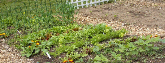 Homemade Fertilizers for your Garden