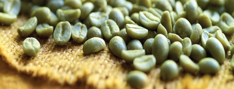 Green Coffee Bean Extracts