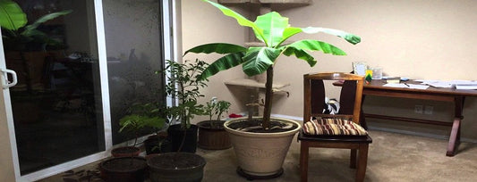 Growing Plant inside your House
