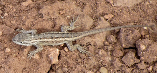 Are Lizards Giving You Nightmares? Here Are Some Foolproof Solutions