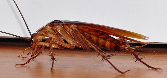 Cockroaches – The Real Havoc