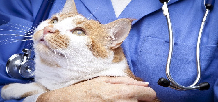 Pet Care Products- Completely Organic and Natural