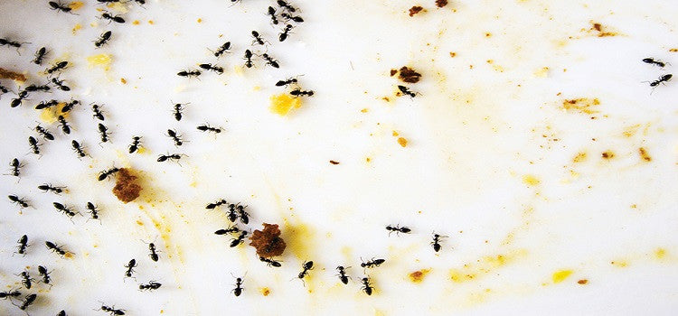 Ants Finishing Your Food - Here Is How To Fool Them