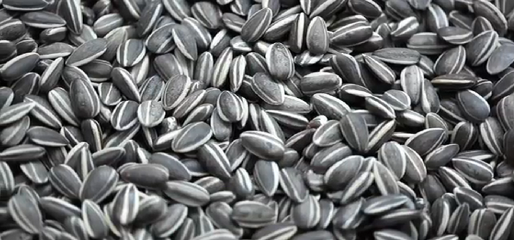 Edible Seeds Which Are Just Right For You