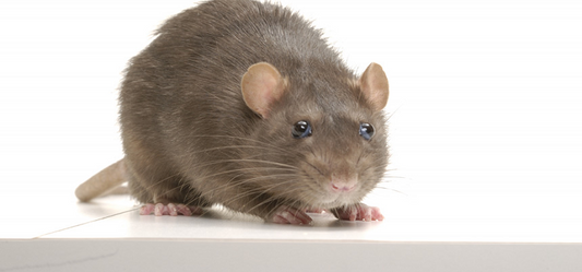 Getting Rid Of Rats From My Home