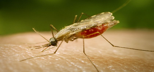 Anti-Mosquito Patches for Your Child
