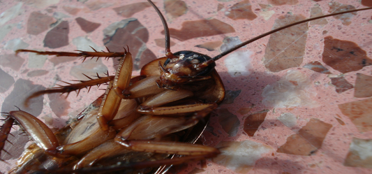 Kill Cockroaches the Healthy Way