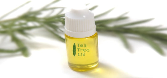 Essential Oil: Health Benefits of Tea Tree Oil