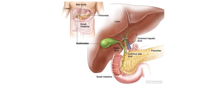 5 Ways to Take Care of Your Liver with no Side Effects
