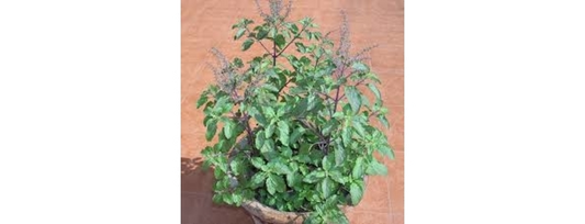 10 Benefits of Tulsi Tea