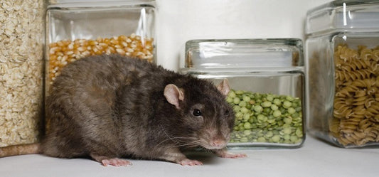 Keep Rats Away From Your Home
