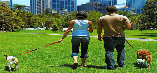How Pets Can Help Us Heal Faster