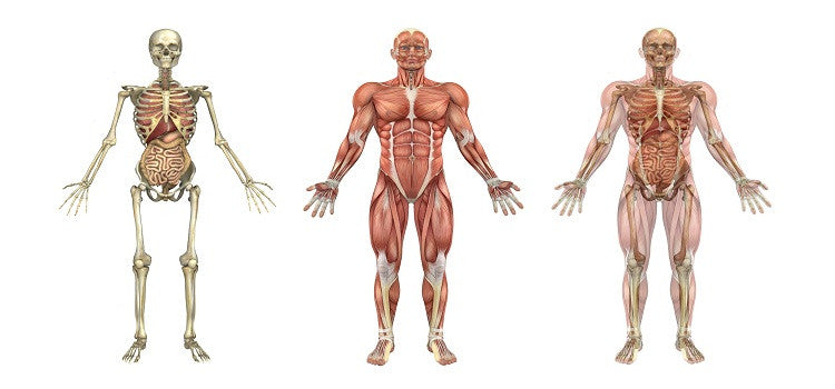 Make The Bones A Supporting Pillar For Your Body