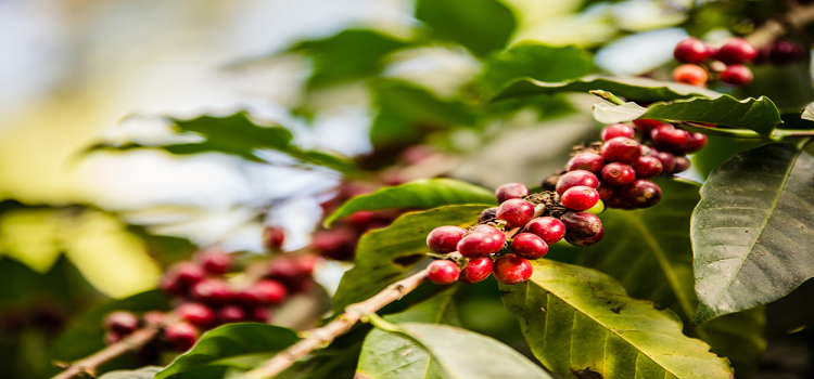 If You Want Your Caffeine Fix to be Healthy, Try Out Organic Coffee