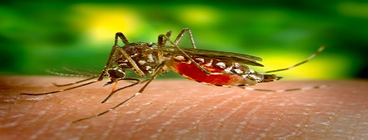 5 Tips To Help You Use Anti Mosquito Products Effectively