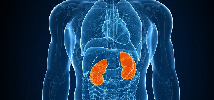 Scared Of Kidneys Damage? So, Let Cashews Conquer The Problem