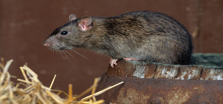 For Rat Free Home, Get Anti Rat
