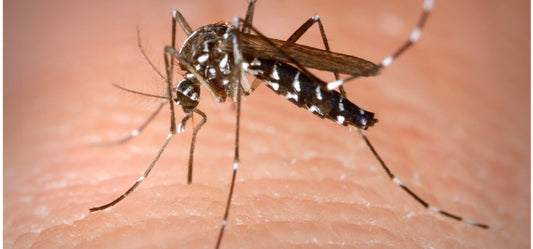 Tips to Cure Mosquito Bite Infections