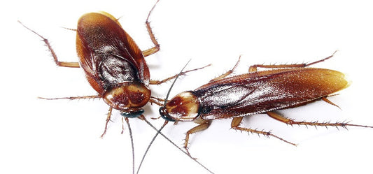 Why cockroaches should be expelled from your home at the soonest