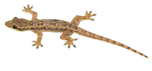 How To Lizard Proof Your House