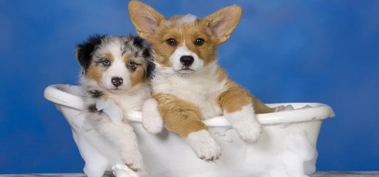 Pet soaps to cleanse your pets