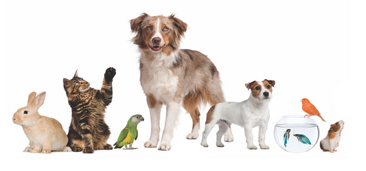 How to Train Your Dog to Have House Manners