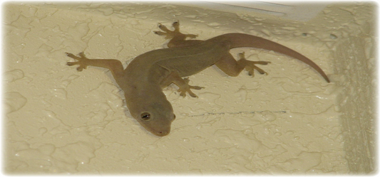 The Probable Problems You Face After A Lizard Infestation