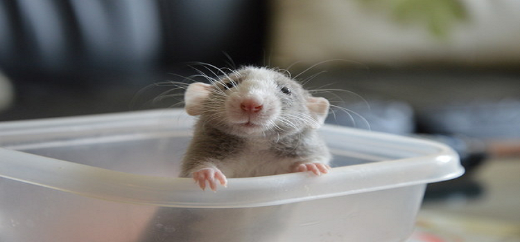 Shoo Rats Away With These Organic Repellents