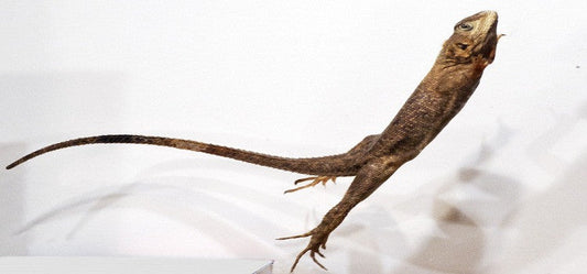 How To Keep Off The Lizard Through Natural Remedies?