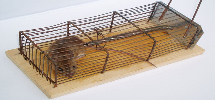 Various Types Of Traps To Kill Rats