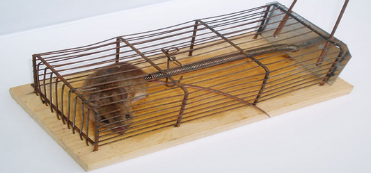 Various Types Of Traps To Kill Rats