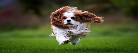 Love your pet? Then get these organic pet soaps