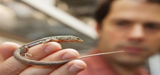 Why you should get rid of lizards from your house