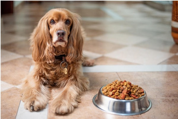 The Ultimate Guide to Finding the Right Food for Your Pets