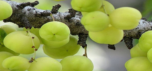 Know Your Berry-Goose Berry