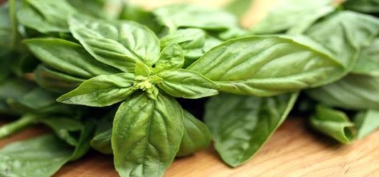 Know Your Herb-Holy Basil