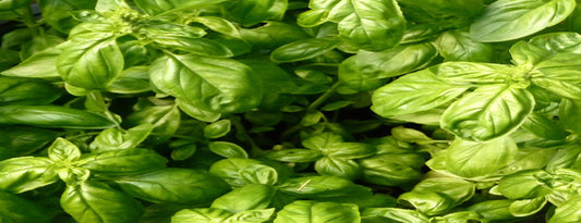 Energize Yourself with the Refreshing Massage of Organic Basil Oil