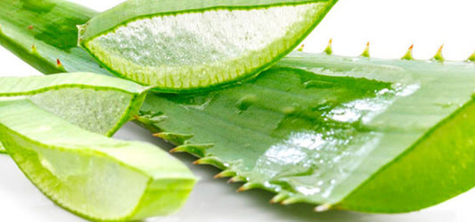 Aloe Vera the nature’s gift to mankind