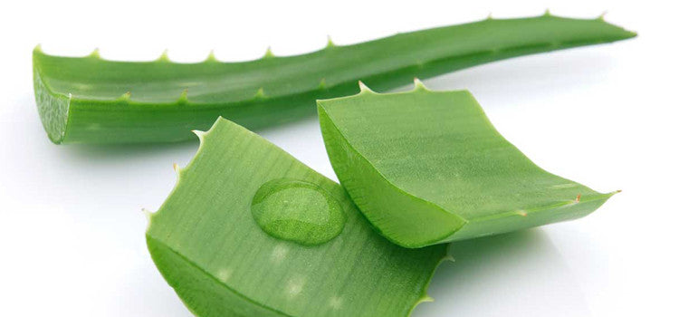 Health Benefits of Organic Aloe Vera