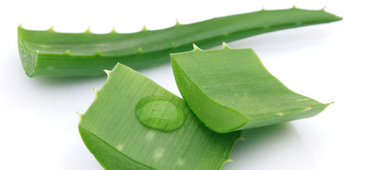 Health Benefits of Organic Aloe Vera