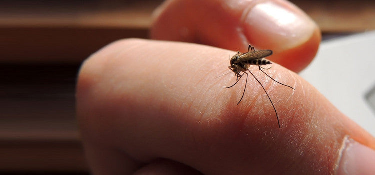 Home remedies for mosquito bites