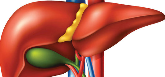 Stronger liver makes stronger you