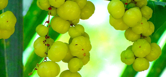 Nourish Your Body with Organic Amla